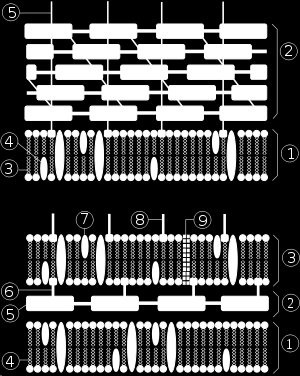 Grampozitivní bakterie. 1. Cytoplazmatická membrána, 2. Peptidoglykan, 3. Fosfolipidy, 4. Membránové proteiny, 5. Kys. lipoteichoová. Gramnegativní bakterie. 1. Cytoplazmatická membrána (vnitřní membrána), 2.