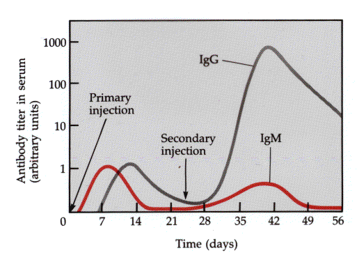 Vývoj humorální imunitní odpovědi Fáze virémie bakteriémie Vývoj IgG doprovázený odstraněním patogenu z