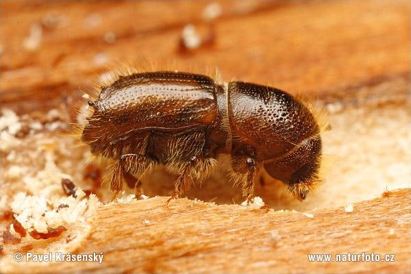 BIOTICKÉ FAKTORY OVLIVŇUJÍCÍ KRAJINNÉ USPOŘÁDÁNÍ