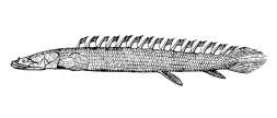 Systém pprskoploutvých ry (= jedn z možných verzí) Potříd: chrupvčití (Chondrostei) Podtříd: kostntí (Neopterygyi) Primárně chrupvčité ryy s určitými náznky osifikce; Úspěšná skupin ry díky rozvoji