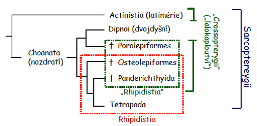 Klsický systém svloploutvých: 8 recentních druhů Podtřídy: Actinisti 2 recentní druhy dvojdyšní (Dipnoi) 6 recentních druhů Rhipidisti pouze vymřelé druhy (npř.