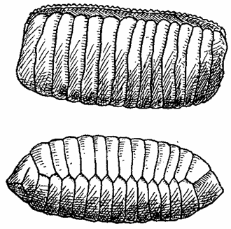 , někteří komenzálové v mraveništích (Polyphagidae) většinou noční,