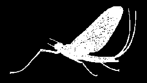 PALAEOPTERA Řád: Ephemeroptera (Jepice) ephemerios hemeros, řeč. jednodenní, mizivý, pteron křídlo; angl.- Mayflies, něm.