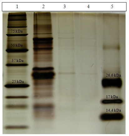 Pro ověření účinnosti proteolytického štěpení byla zvolena metoda Tricin-SDS- PAGE (viz kapitola 4.4.4) a MALDI-TOF-MS ( viz kapitola 4.4.11).