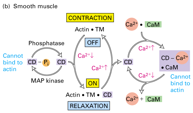 Obr. 5: Regulace kontrakce hladké svaloviny kaldesmonem (CD) (převzato z Muscles-smooth [online]) Při nízkých koncentracích Ca 2+ (10-6 M)se kaldesmon váže na tropomyozin (TM) a aktin, což snižuje