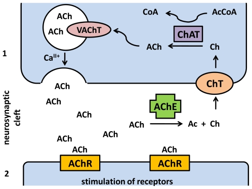 5.1 Systém acetylcholinu 5.1.1 Acetylcholin Acetylcholin je transmiter jak excitační, tak inhibiční.