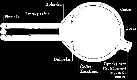 PŘIZPŮSOBENÍ ORGANISMU PŘÍRODNÍM SVĚTELNÝM PODMÍNKÁM I.