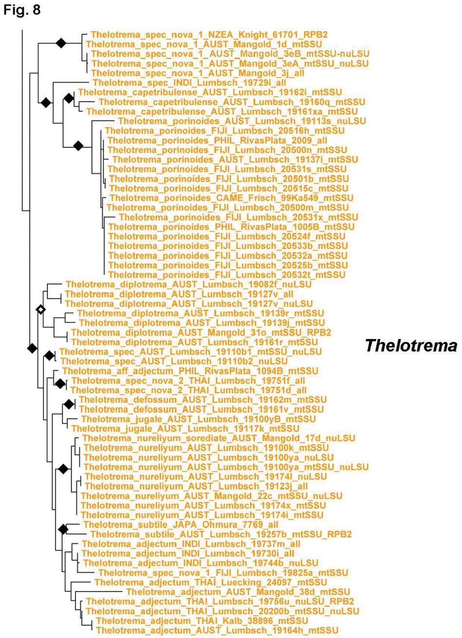 Fylogenetický koncept druhů Založen na topologii stromu (monofylie,