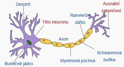 Nervová soustava 1. Proč máme nervovou soustavu? K čemu slouží? Nervová soustava slouží k zachycení určitého podnětu, jeho dopravení do mozku a vyslání odpovědi.