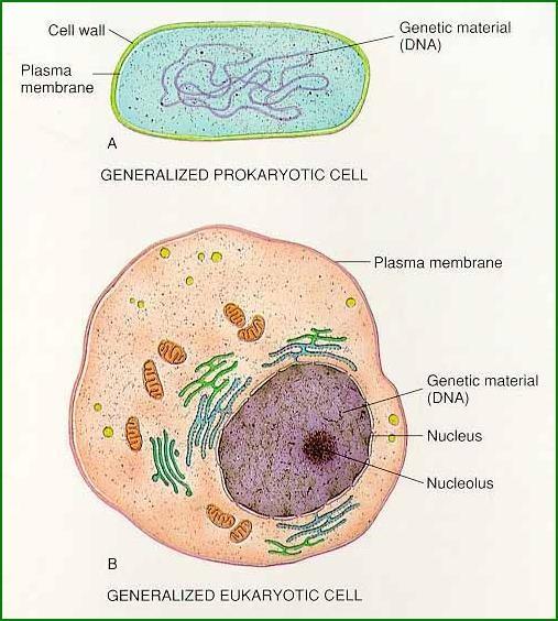 Rozdíly mezi prokaryotickou a eukaryotickou buňkou charakteristika prokaryotická buňka eukaryotická buňka jaderná membrána velikost