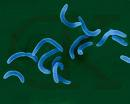 vibrio