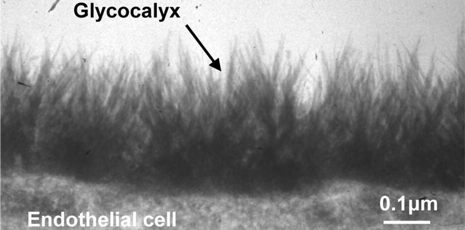 (parasexuální procesy), receptor pro uchycení virů glykokalyx o