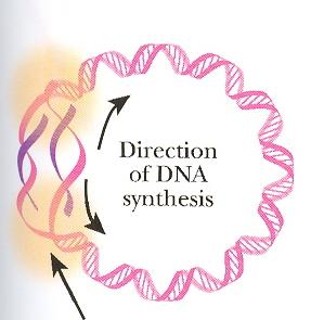 nukleoid o dvouvlákenná kruhová DNA (dsdna) o stopy RNA a bílkovin, bez jaderné