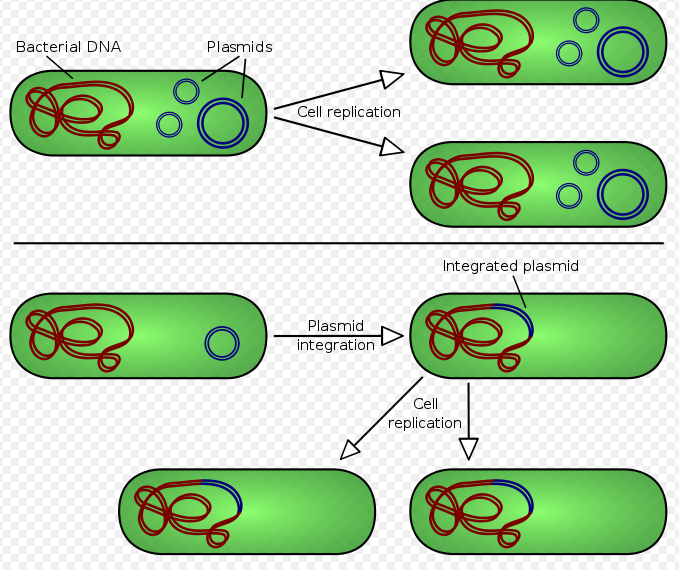 plazmidy o o o o o o o o postradatelné, zvýšení genetické variability dvojvlákenná