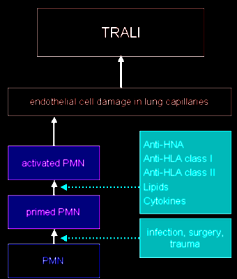 Neimunogenní mechanismus TRALI Dvoustupňový proces aktivace Siliman, C