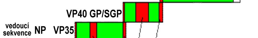 Obr. 3 - Struktura genomu viru Ebola převzato ze studijního materiálu (Růžičková 2008) 4.5.