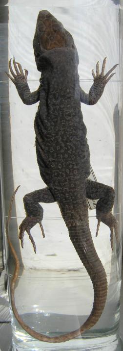 62 strunatci Chordata: obratlovci Vertebrata plazi Reptilia šupinatí (Squamata) ještěři (Sauria) http://farm4.static.flickr.com/3117/26 18193524_a28e0b1ed7.