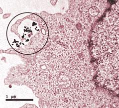 oxidativní rozpad DNA kometový test (poškozená DNA při elektroforéze vycestuje z jádra buňky) současná studie z Austrálie ukazuje, že denní použití opalovacího krému snižuje riziko vzniku melanomu o