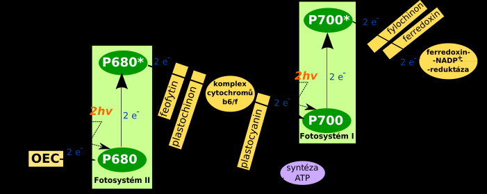 Z-schéma světelné fáze fotosyntézy: přenos elektronů získaných fotolýzou vody elektronovými přenašeči za pomoci energie získané fotosystémy I a II absorbcí světla.