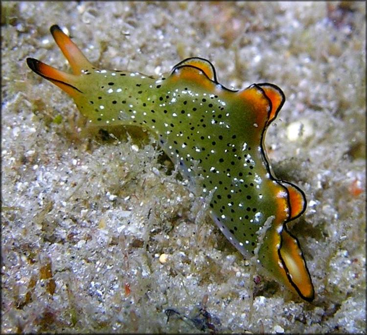 FOTOSYNTÉZA U ŽIVOČICHŮ: příběh solar-powered sea slugs mořský plž Elysia chlorotica (zadožábří, Opistobranchia) atlantské pobřeží USA a Kanady zelená řasa Vaucheria litorea poskytuje chloroplasty