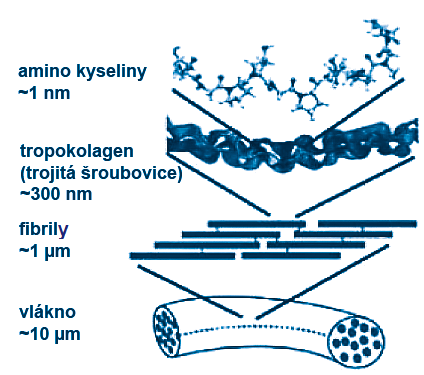 UTB ve Zlíně, Fakulta technologická 17 - Z hydroxylovaných a glykosylovaných prekursorů kolagenu je syntetizován v granulárním endoplazmatickém retikulu fibroblastů prokolagen.