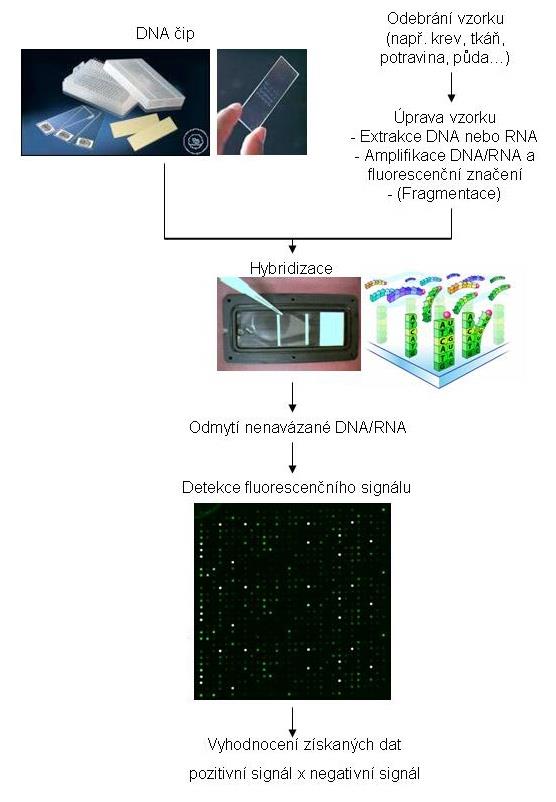 DNA čip detekce pathogenních mikroorganismů a GMO na jednom čipu založeny na detekci specifických úseků DNA Výhody DNA čipů: možnosti identifikace velkého počtu MO ze vzorku v jediném rozboru jejich