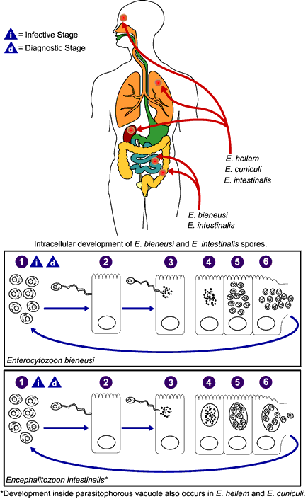 Cyklus Fáze infekce: germinace spory a invaze hostitelské buňky