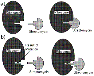 Jak streptomycin (či jiný aminoglykosid) přestane být účinný