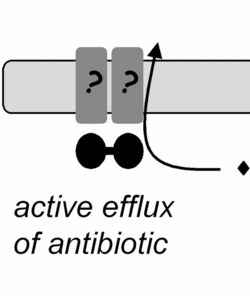 Eflux www.