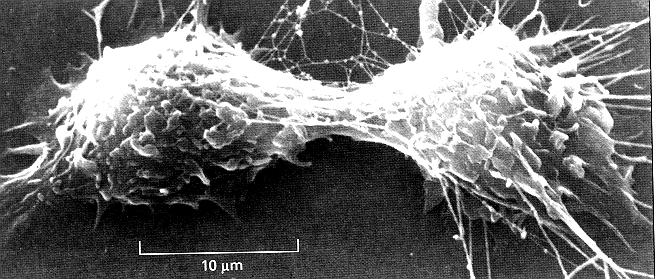 Cytokineze 2.