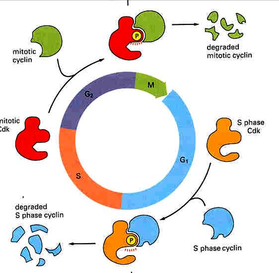 Cykliny proteiny, které se váží na Cdk a tím