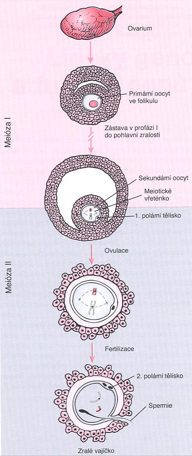 obr. 2-10; Thompson & Thompson: Klinická genetika, W.B. Saunders Comp., 1991, překlad: P. Goetz, Triton, 2004 Oogeneze celý vývoj vajíčka trvá cca 12 50 let oocyt I.