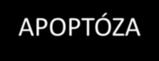 Buněčná smrt NEKRÓZA poškození membrány bb porucha osmotické rovnováhy převaha katabolických dějů aktivace proteáz vylití buněčného obsahu zánět
