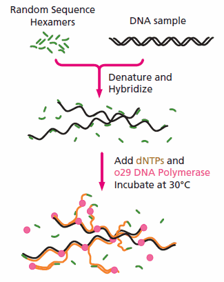 MDA je isotermická technika využívající pro amplifikaci fágovou DNA polymerázu ɸ29 a random hexamery.