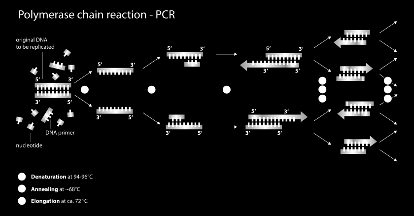 2.4.4. Polymerázová řetězová reakce (PCR) Polymerázová řetězová reakce (angl. Polymerasa Chain Reaction; PCR) byla objevena K. B.