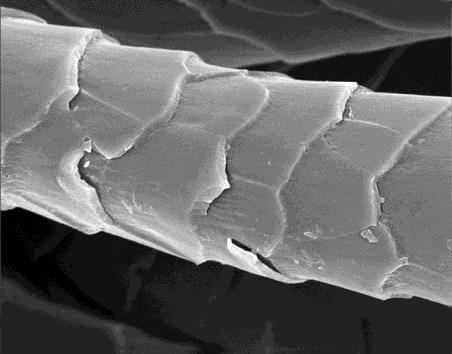 Úprava vlny proti srážení a plstnantění Disulfidické můstky, vazby ε-(γ-glutamyl) lysin Struktura povrchu vláken