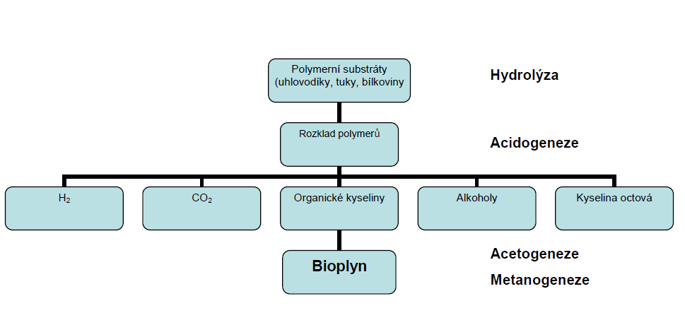 3.2. Vznik bioplynu Anaerobní fermentace je biologický proces rozkladu organické hmoty probíhající za nepřístupu vzduchu. Tento proces probíhá přirozeně v přírodě, např.