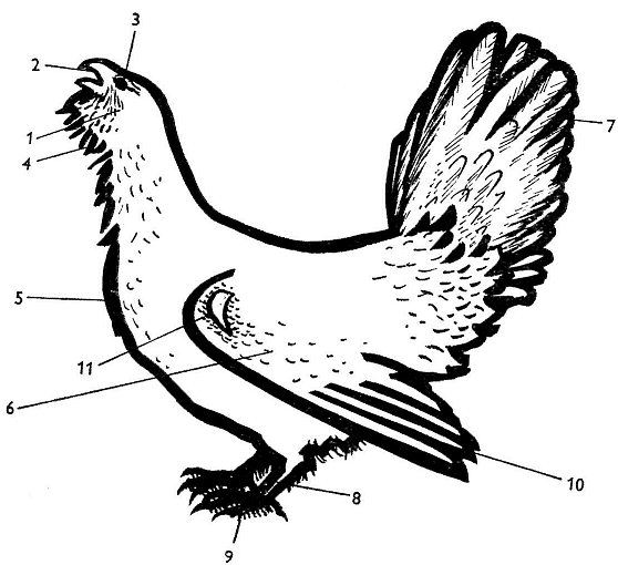 Tetřevovití Tetřev hlušec (Tetrao urogallus L.