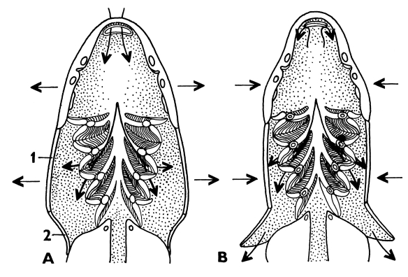 Obr. 23: Funkce žaberního aparátu kostnatých ryb A otevřená ústa, uzavřená žaberní dutina B uzavřená ústa, otevřená žaberní dutina 1 skřelové kosti, 2 membrana branchiostegalis Kožní dýchání Ryby