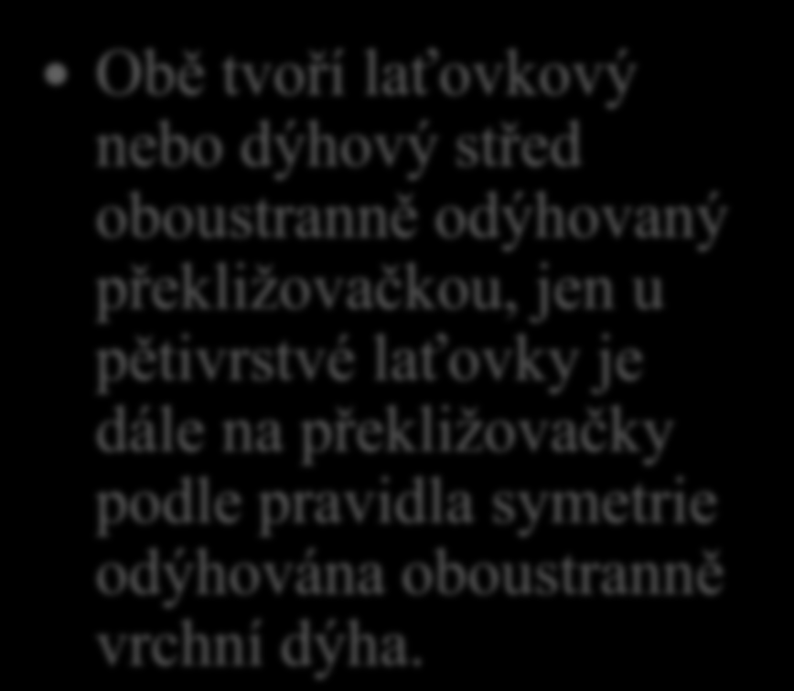 Výroba laťovek 13. V čem je rozdíl mezi třívrstvou a pětivrstvou laťovkou?