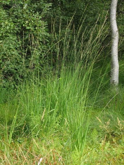 Nardus stricta Molinia caerulea Bezkolenec modrý je vytrvalá tráva rostoucí na živinami chudých vlhčích stanovištích s přebytkem surového humusu.