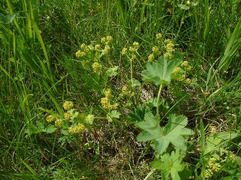 Achillea millefolium Alchemilla spp. Kontryhel je vytrvalá rostlina, nenáročná na živiny a polohu, roste spíše na středně vlhkých až vlhčích stanovištích.