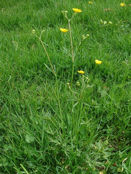 Hypericum maculatum Ranunculus acris Pryskyřník prudký je vytrvalý na stanoviště nenáročný druh, rostoucí hlavně na vlhčích loukách.