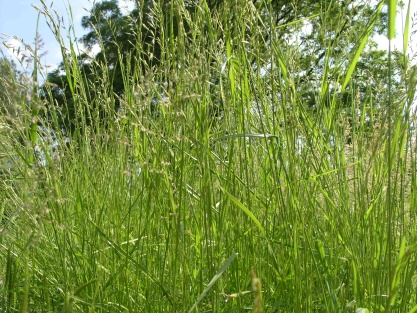 Festuca rubra Festuca pratensis Kostřava luční patří mezi víceleté volně trsnaté trávy, při spásání vytváří pevný hustý drn.