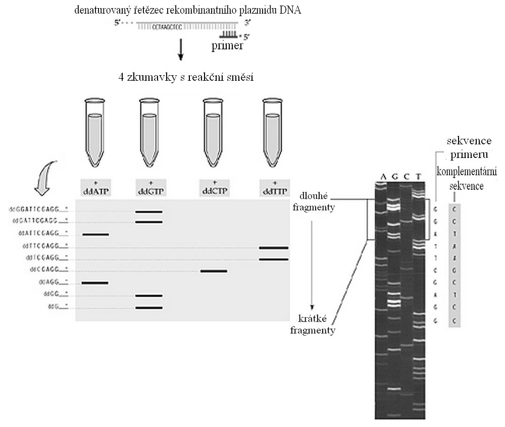 a upraveno). Obr. 1: Znázornění Sangerovy sekvenační metody DNA (http://9e.devbio.com/ 5 ; převzato 3.