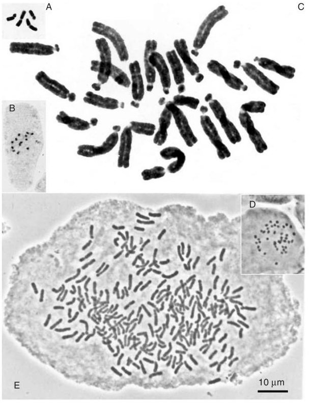 sp. 2n = 24 Myriophyllum spicatum 2n =1 4