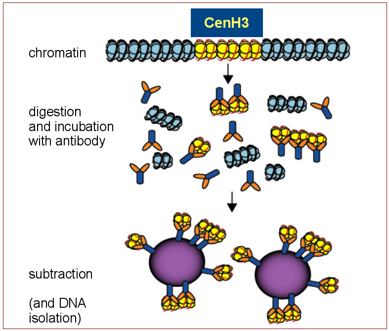 Identifikace centromerických repetic pomocí ChIP-seq Illumina seq.