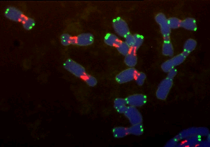 Laboratoř molekulární cytogenetiky rostlin, BC AVČR Bioinformatics: Development of novel tools for repeat analysis from NGS data Bioinformatics: Next generation sequencing: Repeat analysis in various