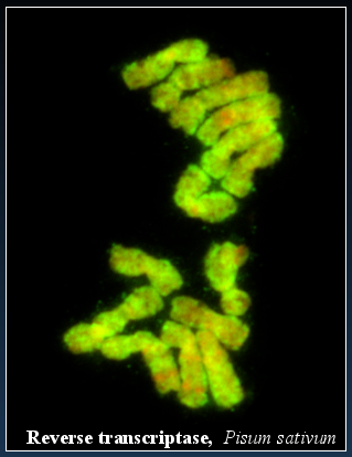 Repetitivní DNA Tandemové