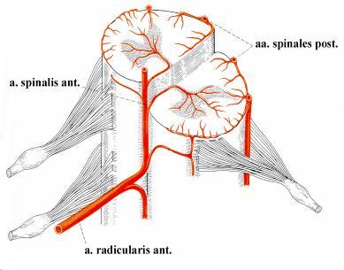 Tepenné zásobení podélné cévy a. spinalis anterior nepárová vpředu vzniká spojení krátkých párových větví z a. vertebralis přední 2/3 míchy aa. sulcocommissurales šedáhmota aa.